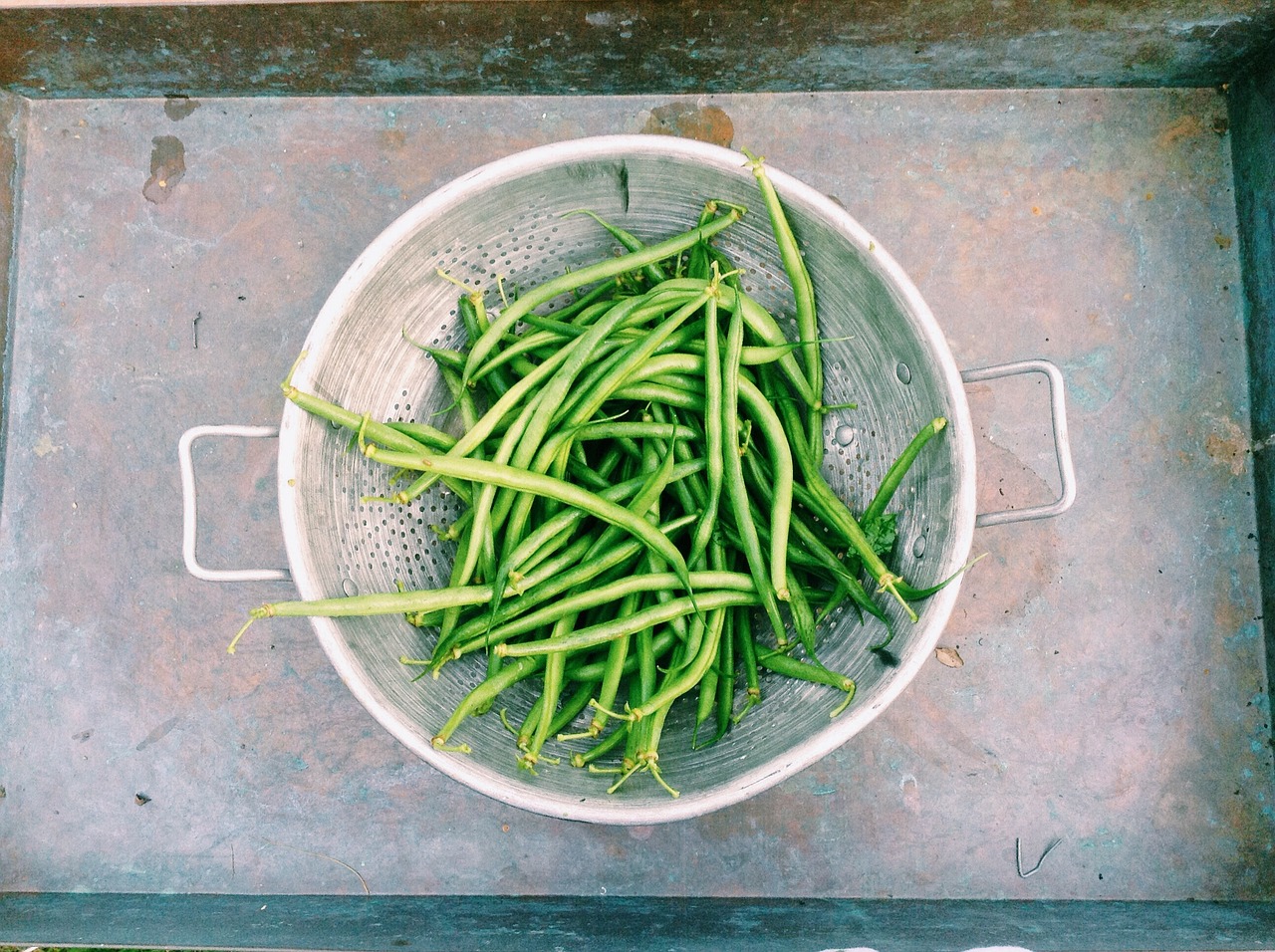 四季豆种植技术与管理要点