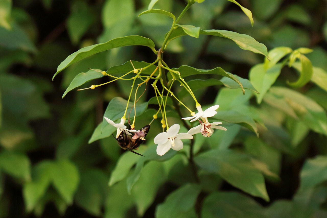 油茶树种植，绿色财富的培育之路