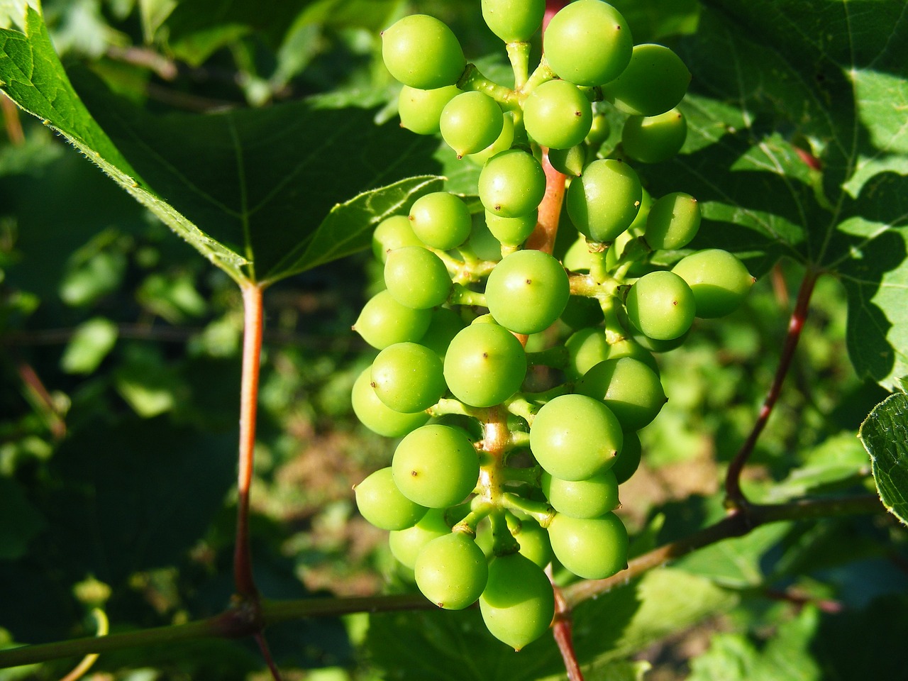 金银花种植技术与管理，从入门到精通的全方位指南