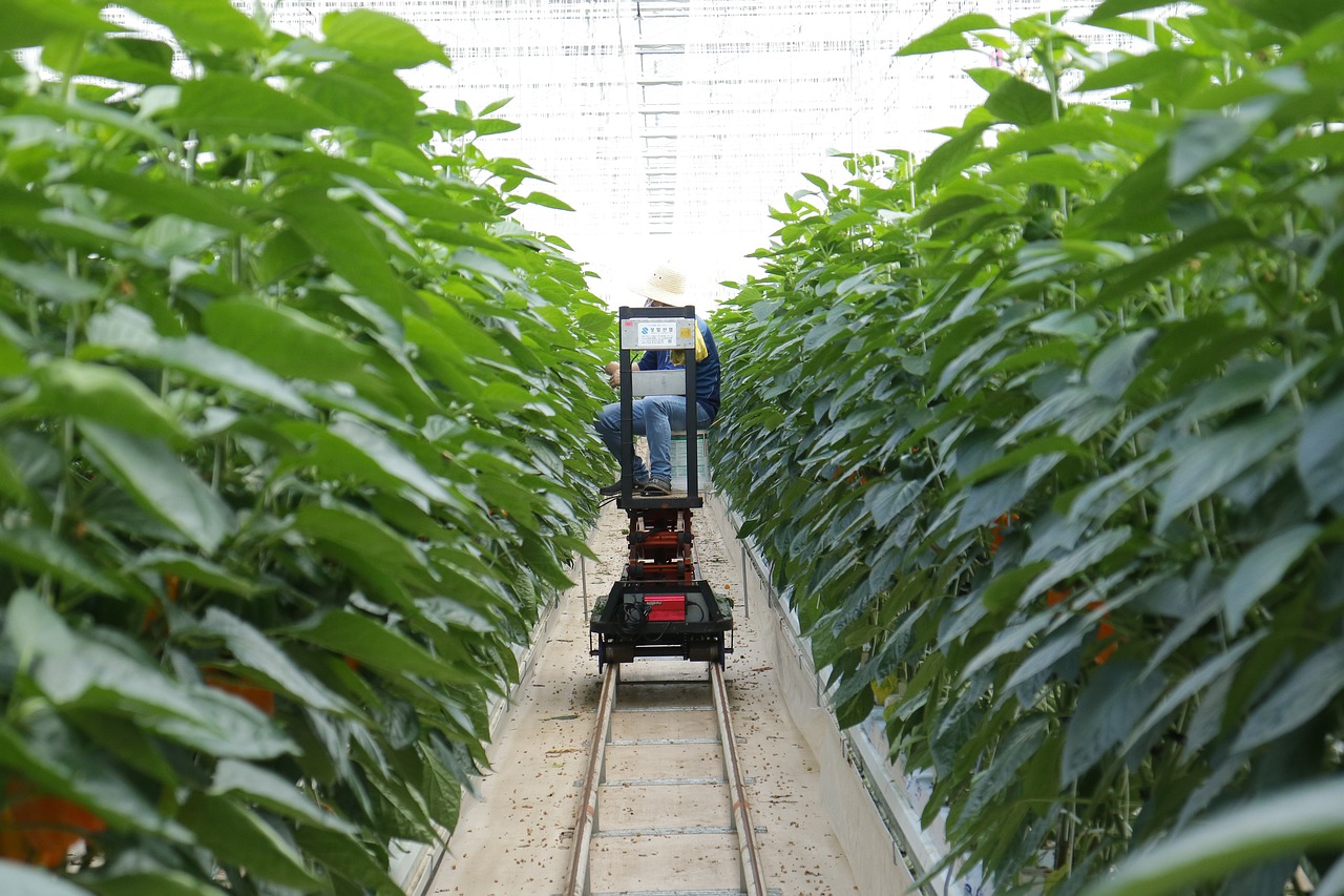 羊肚菌种植技术详解，从入门到精通的全方位指南