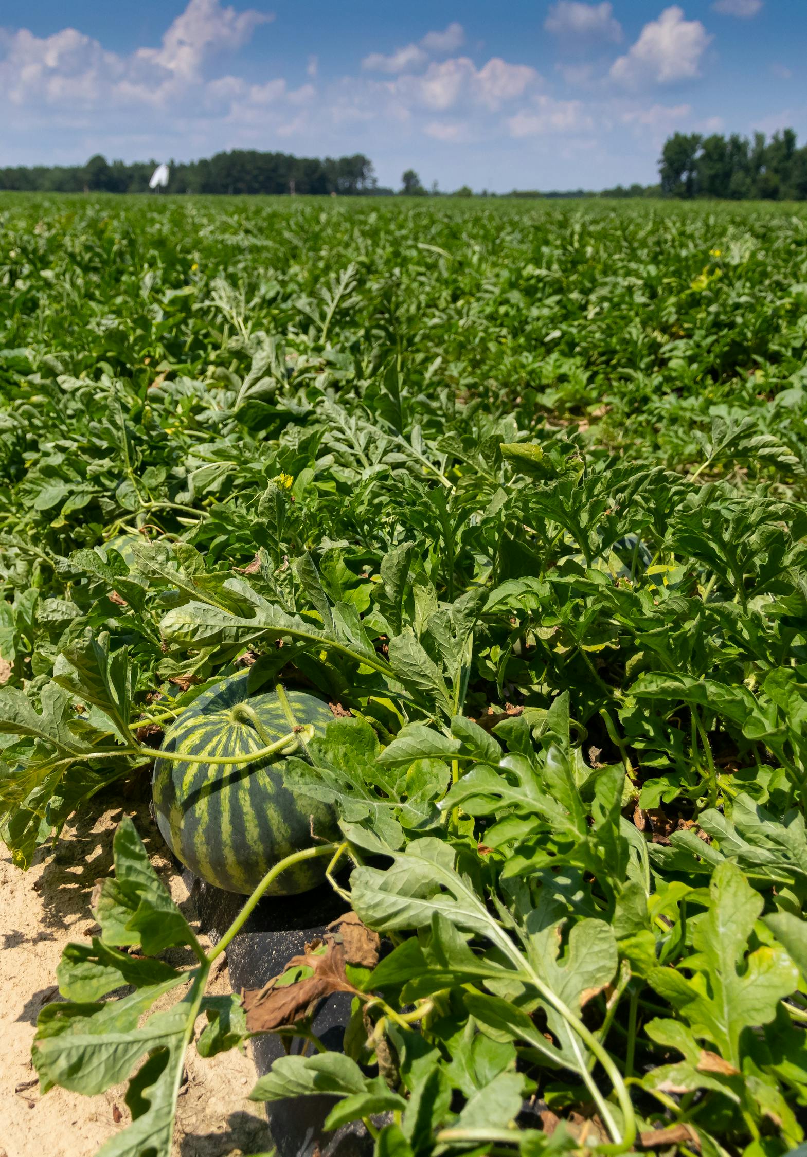 大田西瓜种植技术，提升产量与品质的关键步骤指南