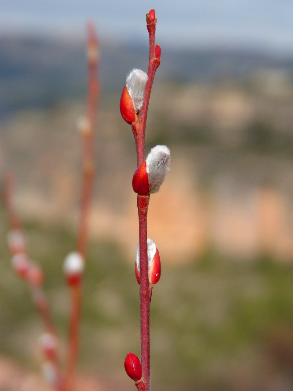 绿色生态实践，芽菜种植技术探索