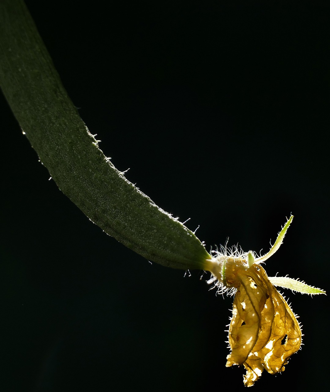 高效优质大棚黄瓜种植技术揭秘，生产策略与管理指南