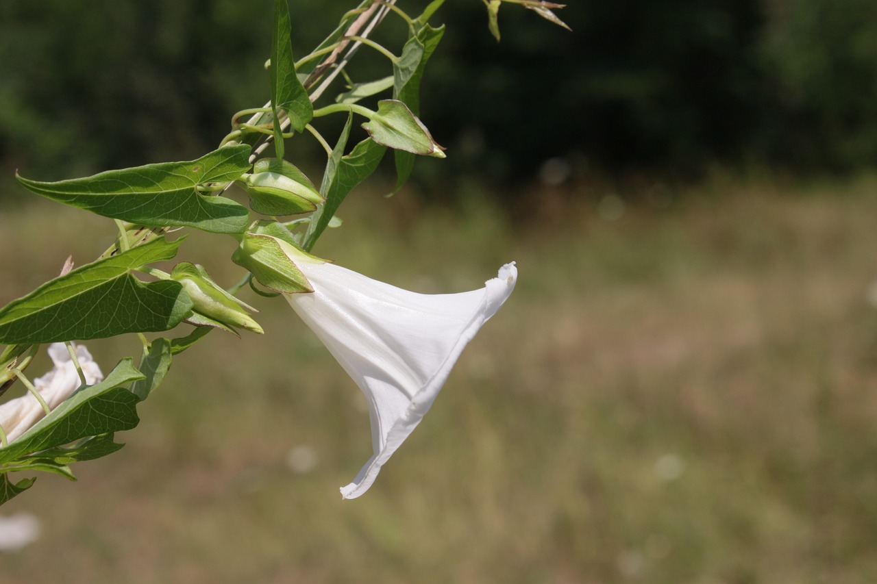 空心菜的种植技术与管理，从育苗到收获的全面指南