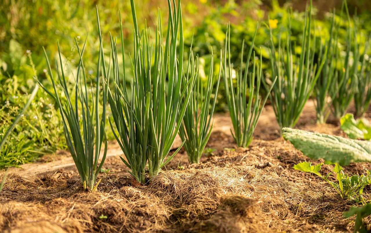 蔬菜种植技术的演变与创新，从传统到现代的实践探索