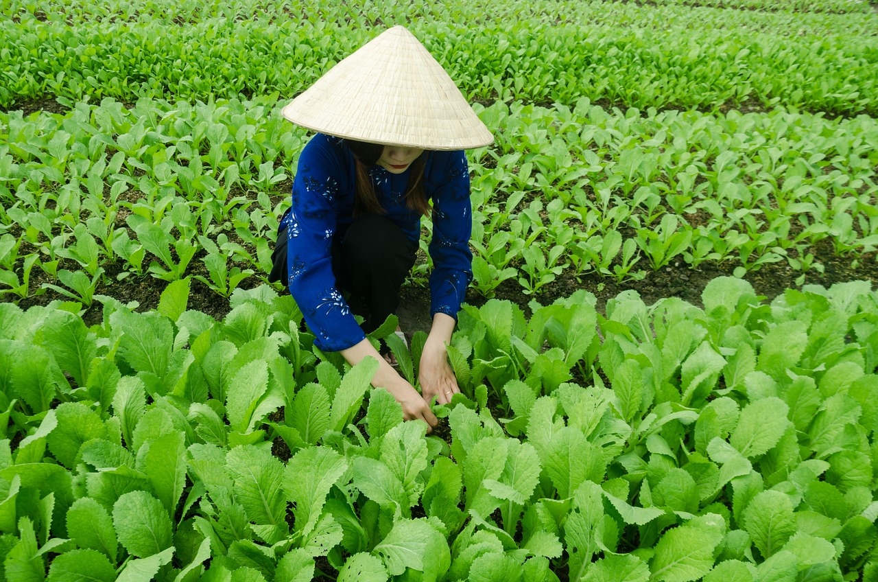 蔬菜种植，农田到餐桌的绿色之旅探索