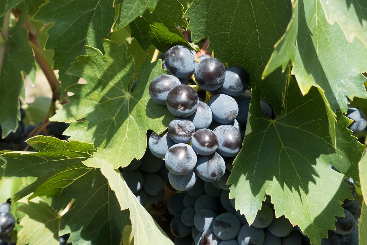 夏黑葡萄种植全程管理，从育苗到收获的技术指南