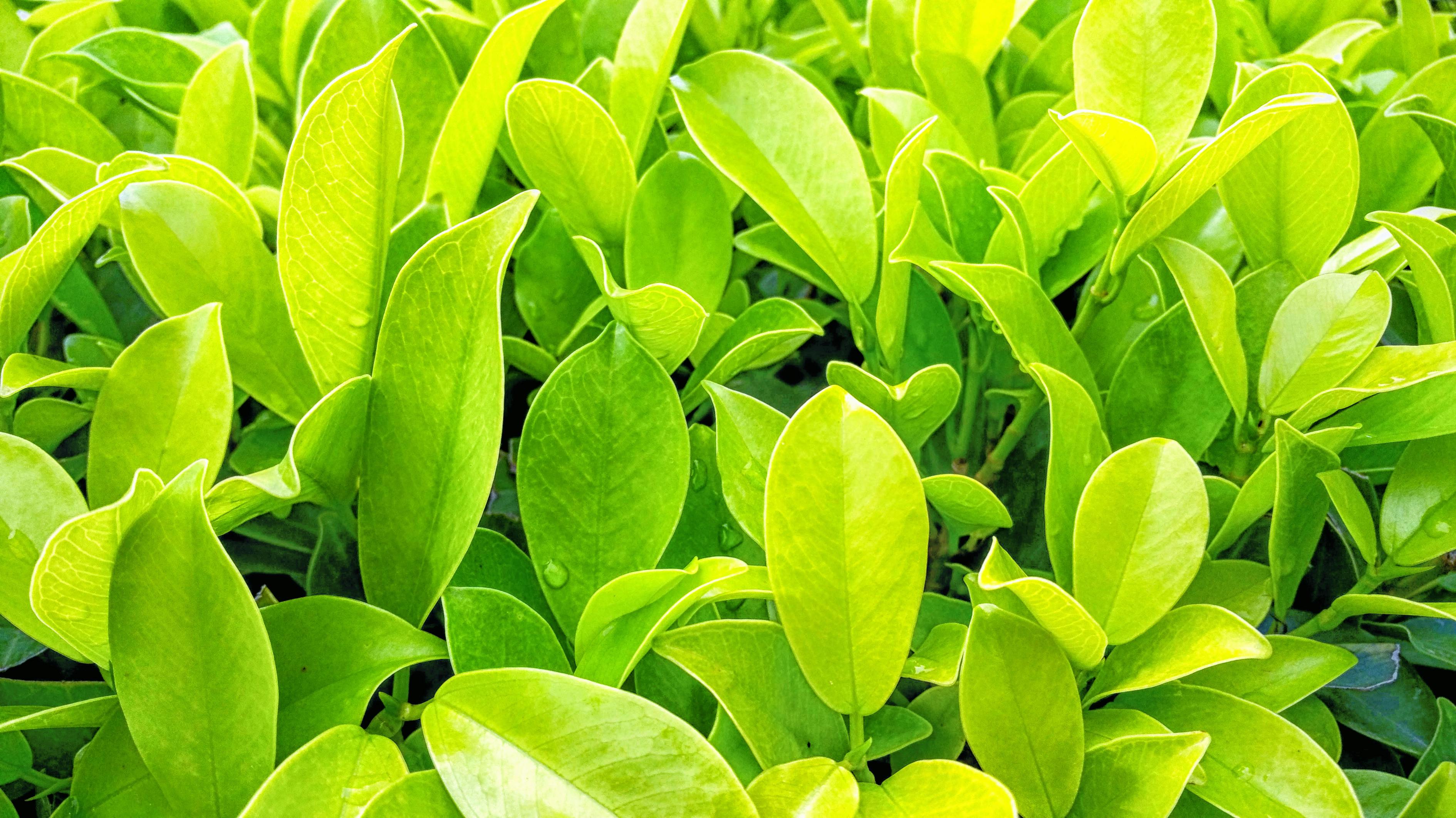 室内适合养的植物推荐，美化生活净化空气的18种绿植选择