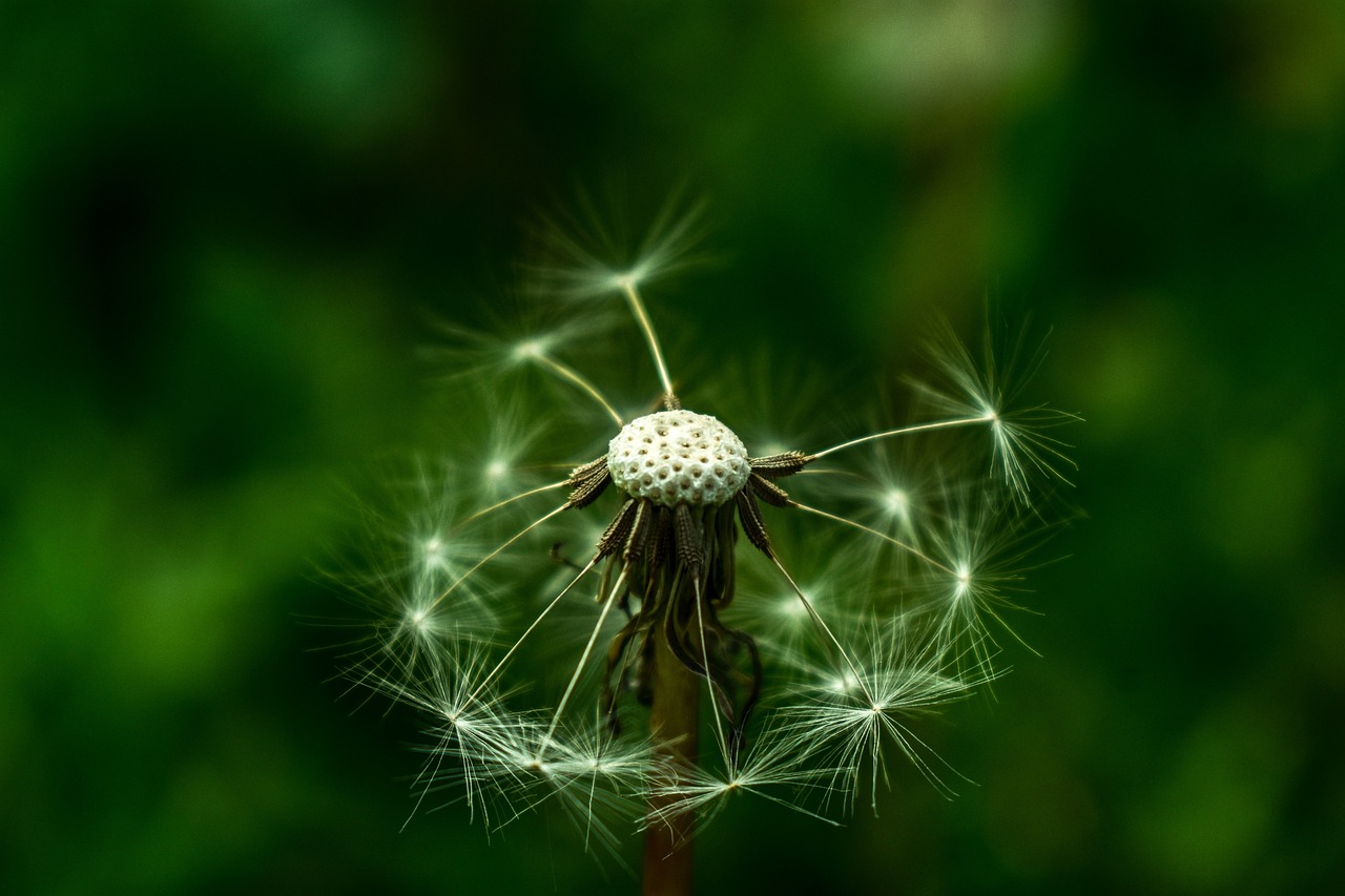 植物种子的三种奇妙传播方式与旅程探索