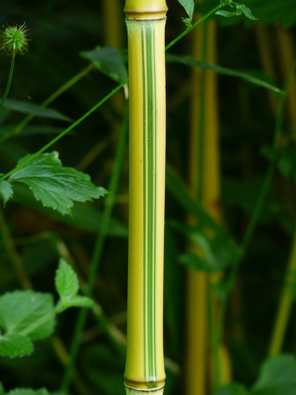 毛竹种植详解，从入门到精通指南