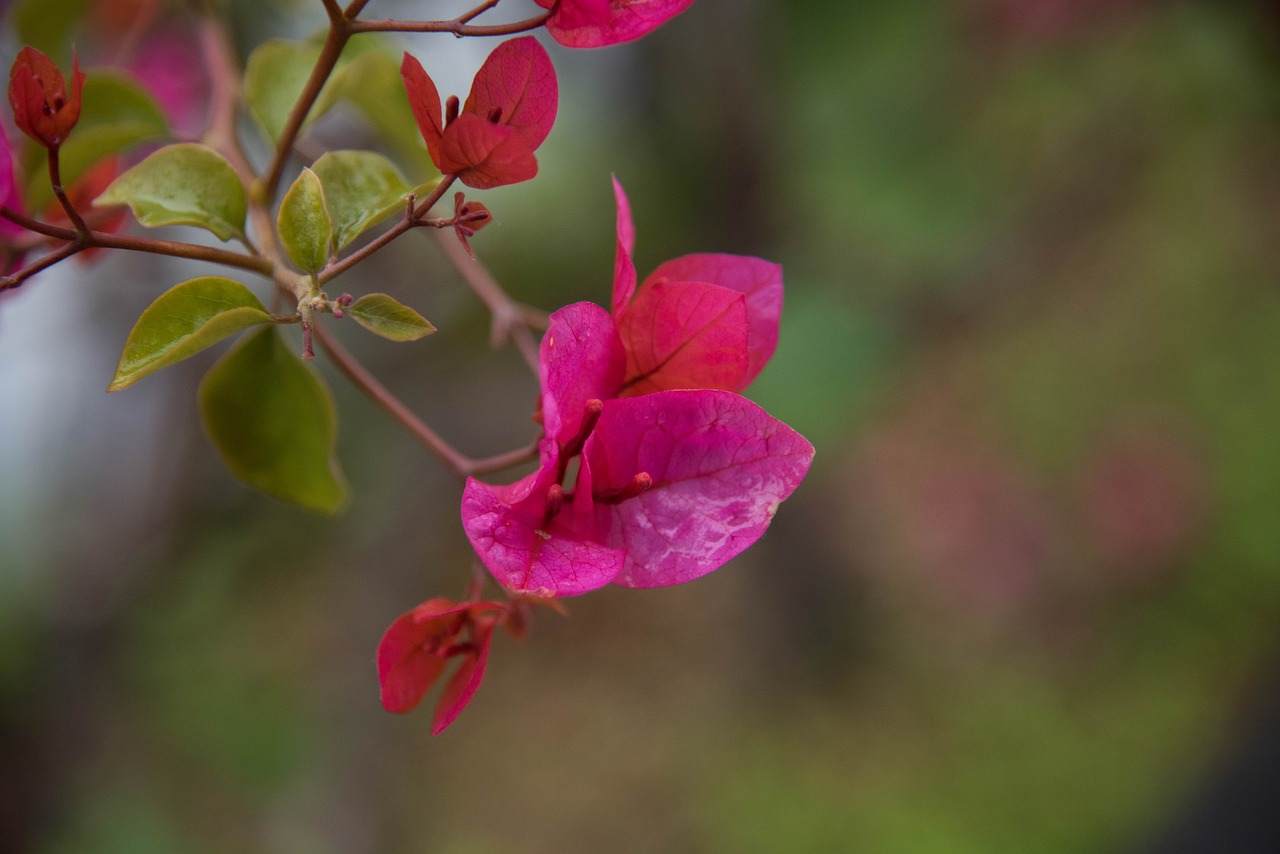 桂花树种植，从入门到精通的指导手册