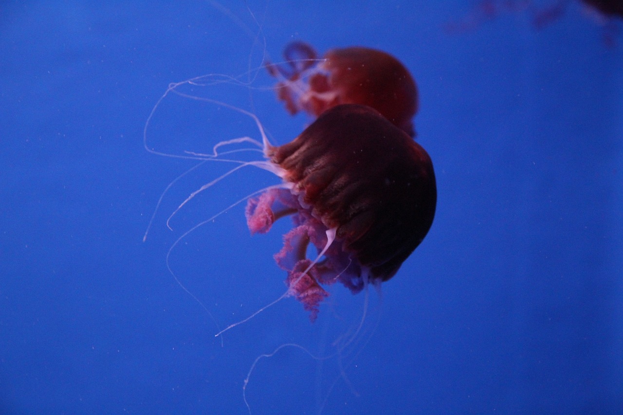 水母养殖，独特的海洋生物饲养乐趣