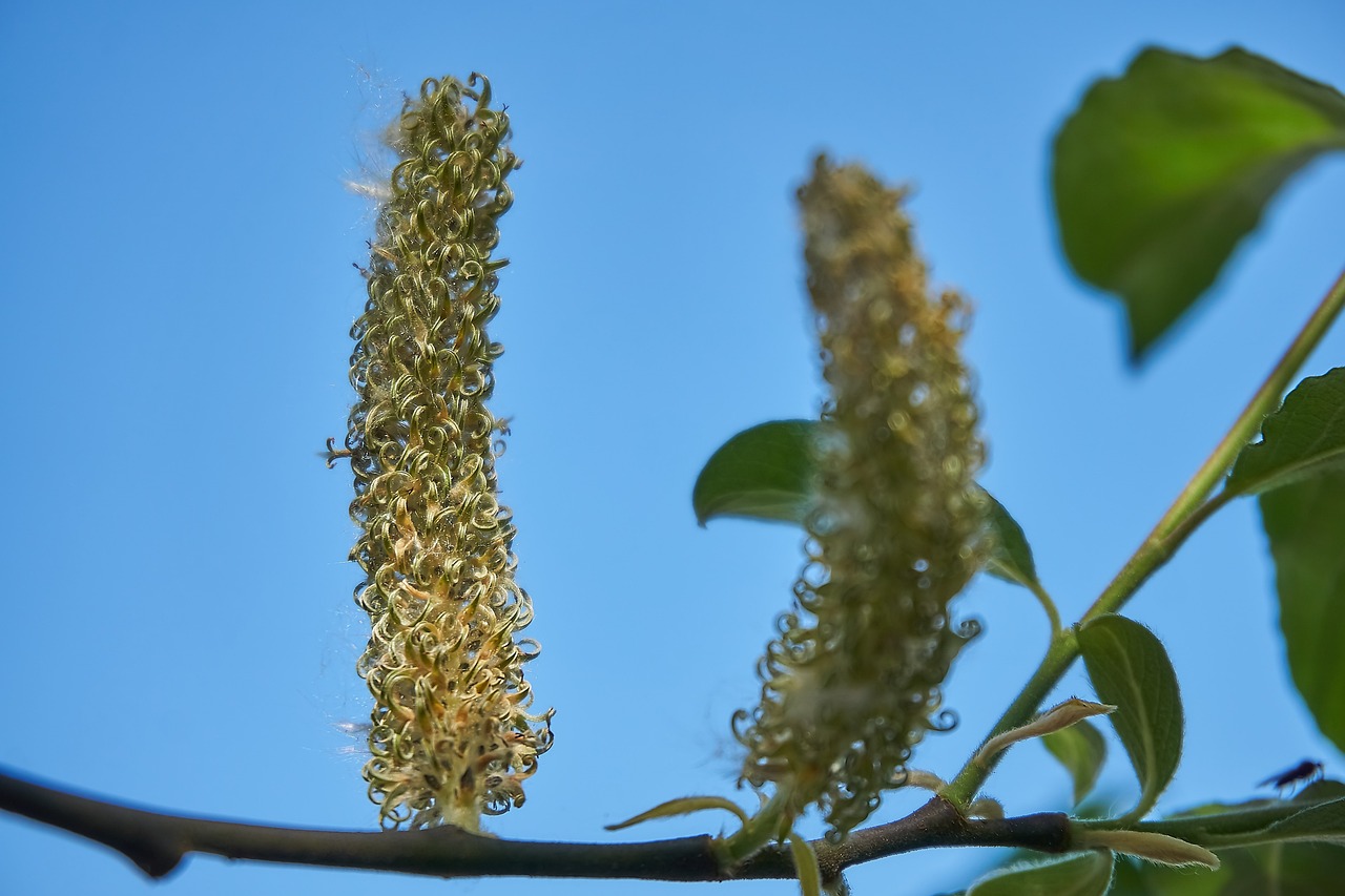 植物种子的三种奇妙传播方式与旅程探索