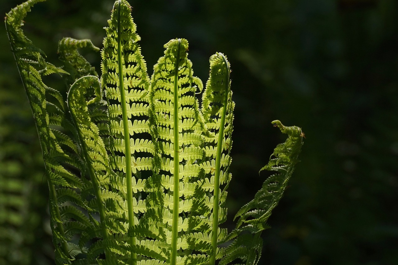 山野菜种植，绿色生态的致富之路探索